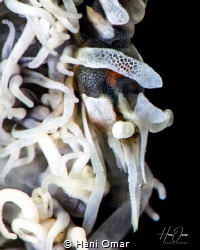 Zanzibar whip coral shrimp: Whenever I take photos of suc... by Hani Omar 